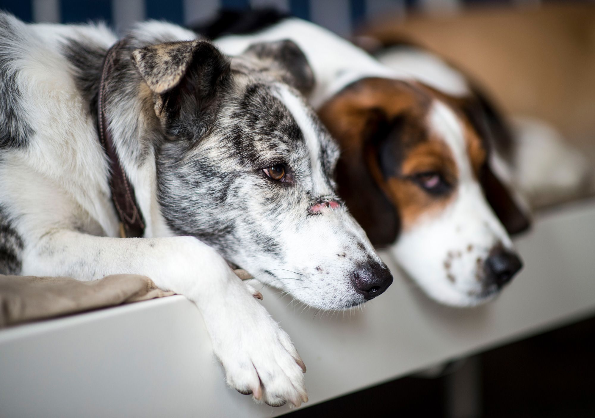 zwei Hunde liegen auf Hundebett