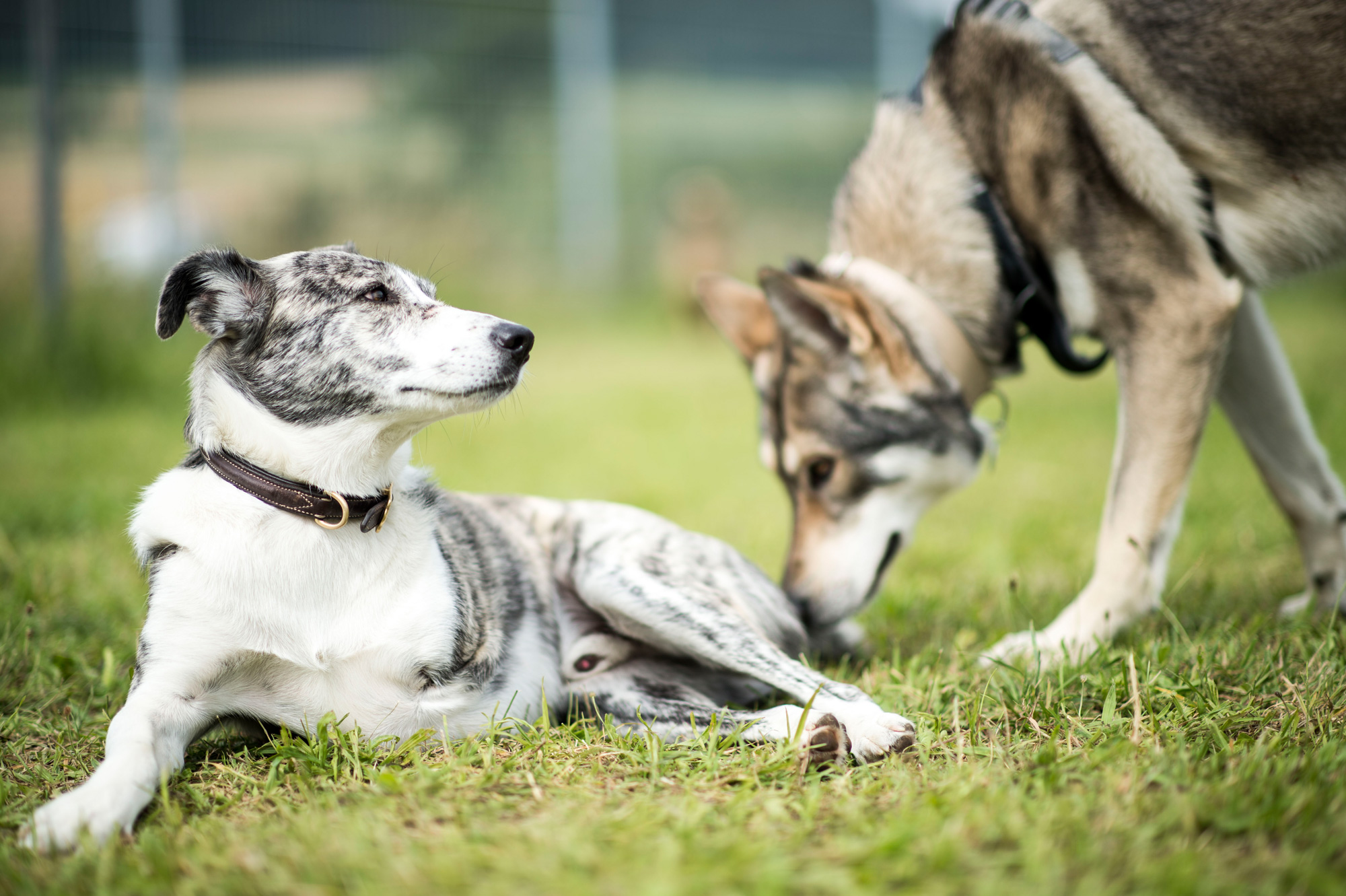 zwei Hunde nähern sich einander an