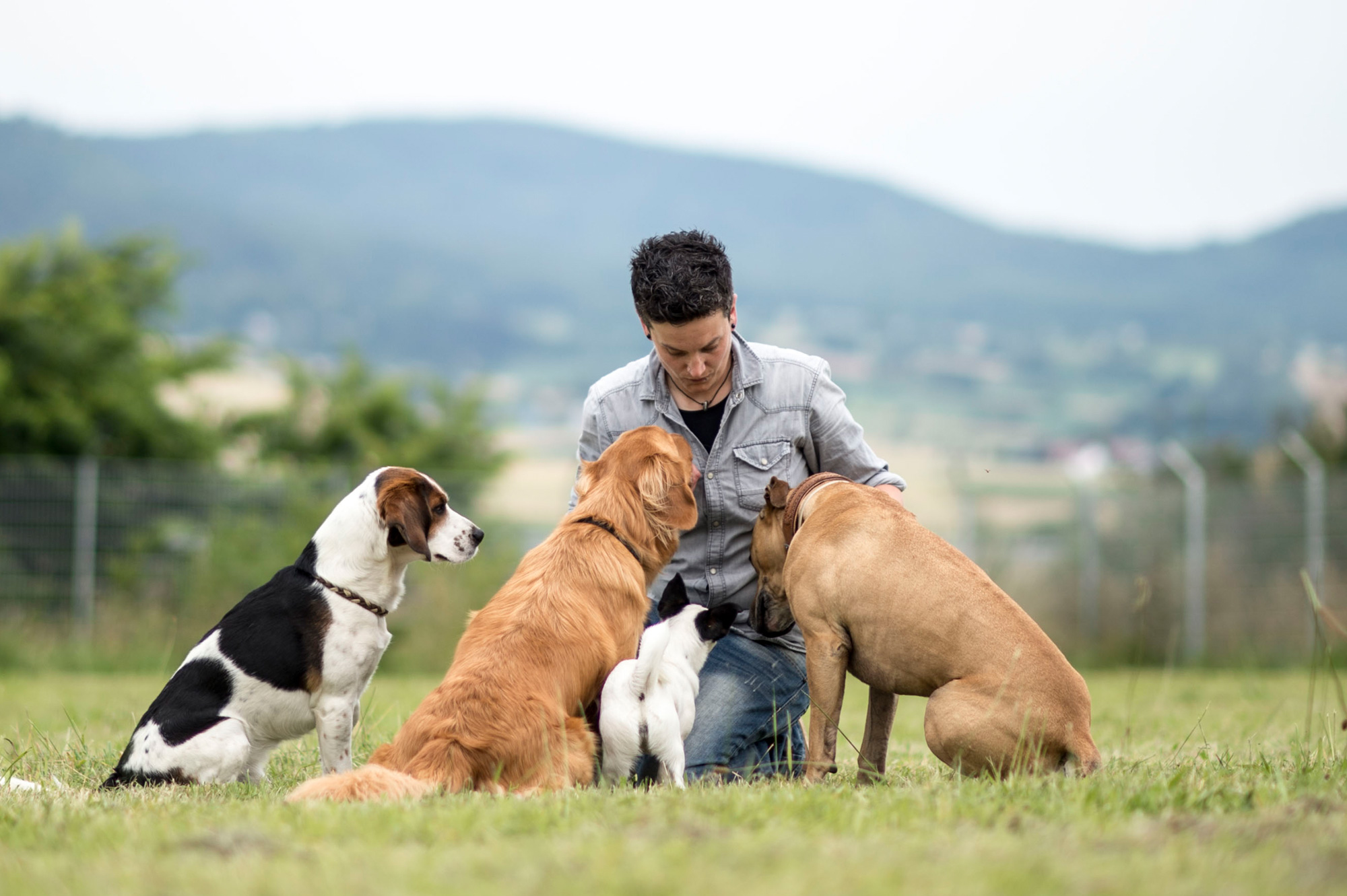 aufmerksame Hunde sitzen um die Hundetrainerin in der Hundeschule