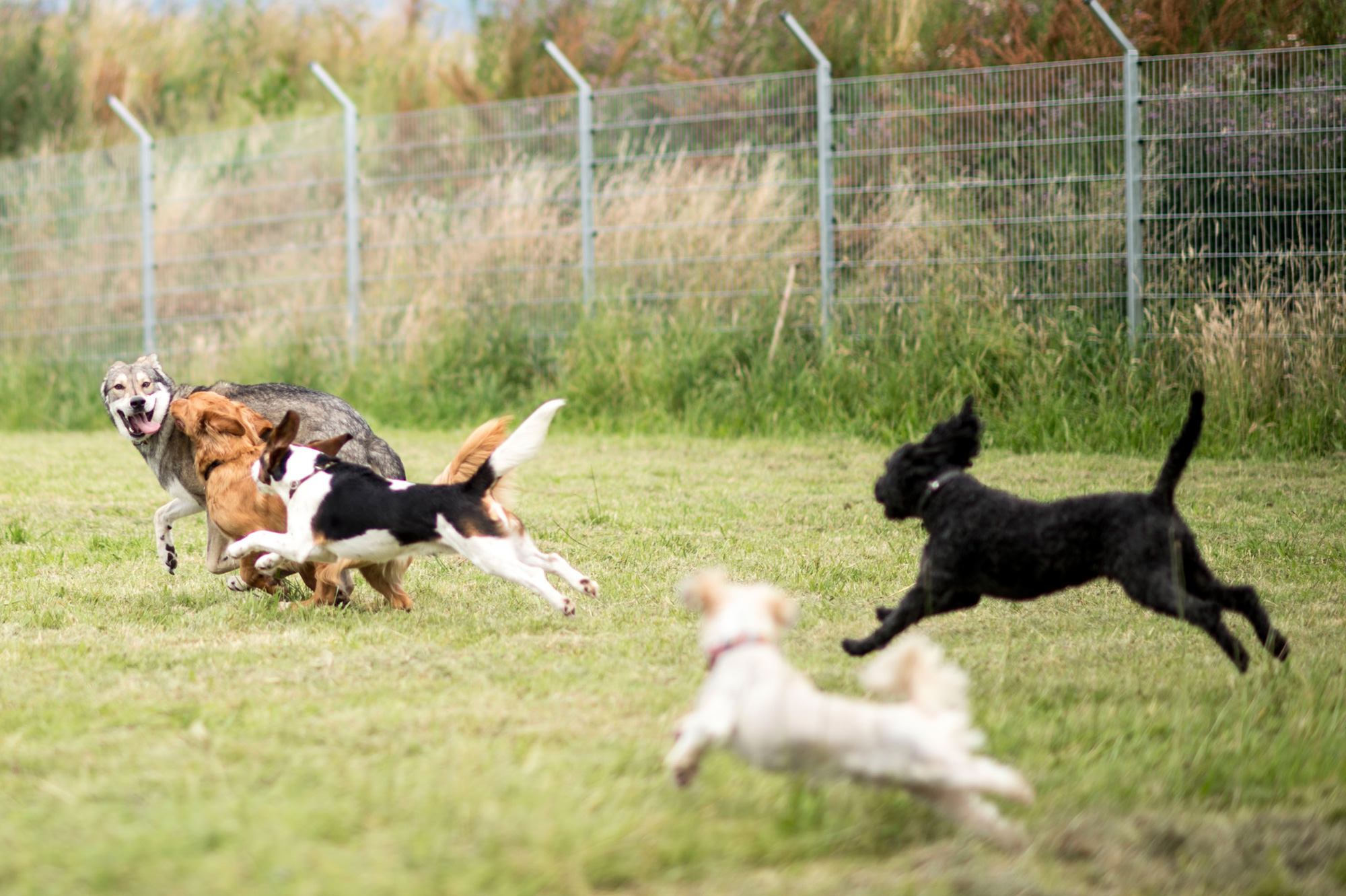 einige Hunde laufen schnell im Bereich der Auslauffläche