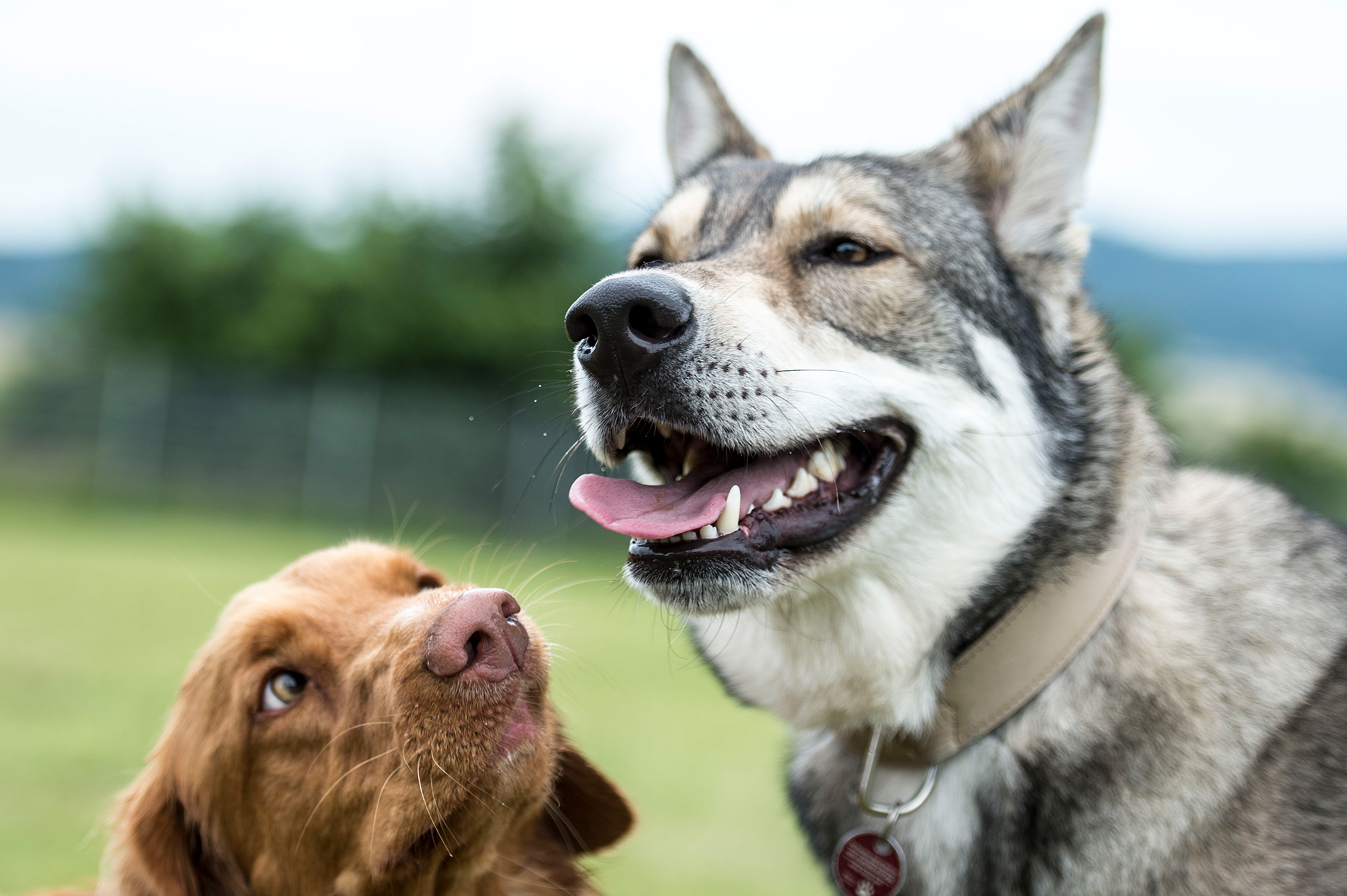 großer Hund schein zu lächeln, anderer Hund blickt ihn irritiert an