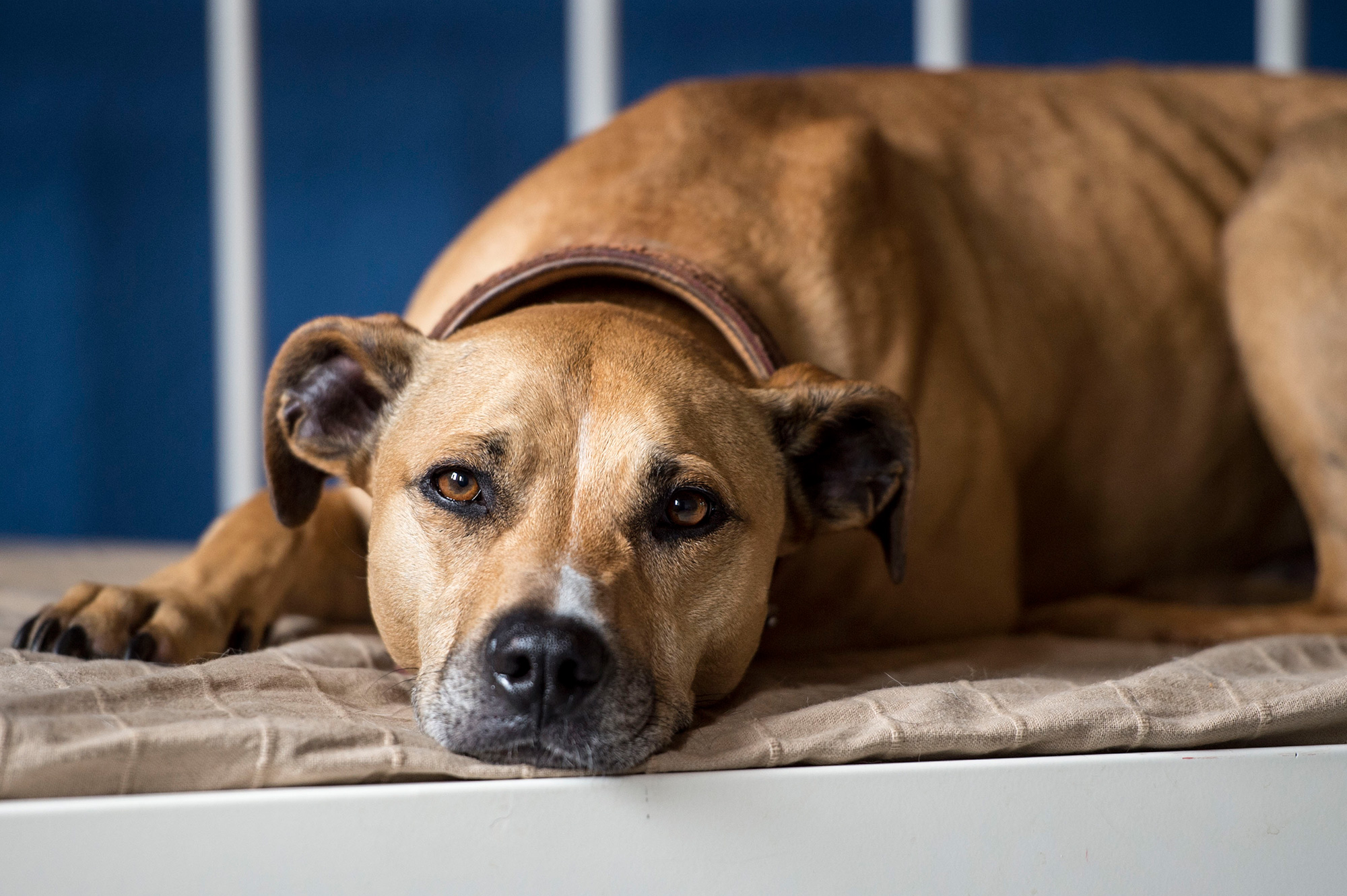 brauner Hund liegt entspannt auf Hundebank