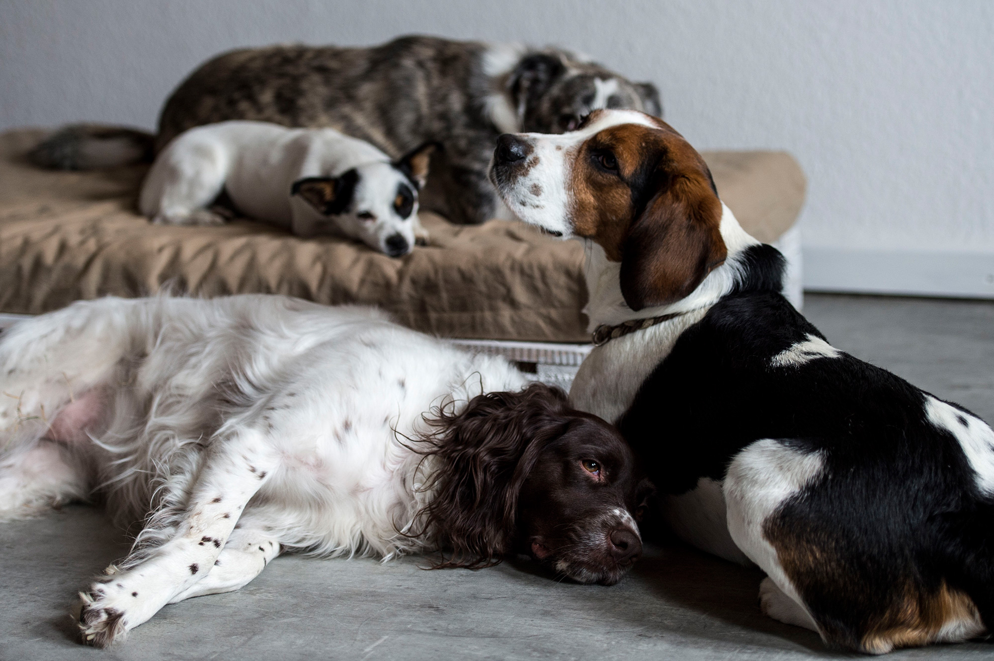 Gruppe von Hunden liegt entspannt auf Hundebett und Boden