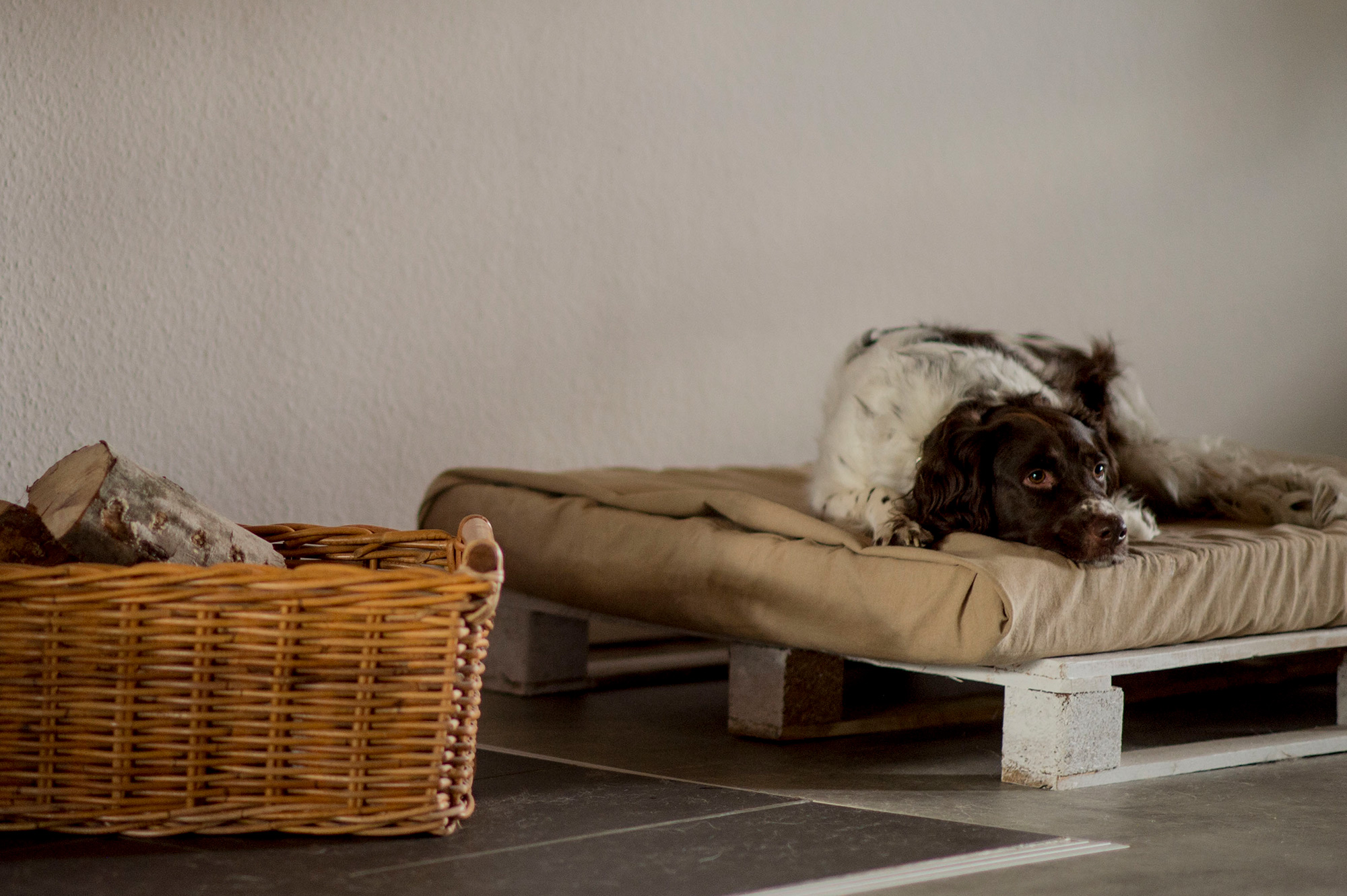 Hund ruht sich auf Hundebett aus