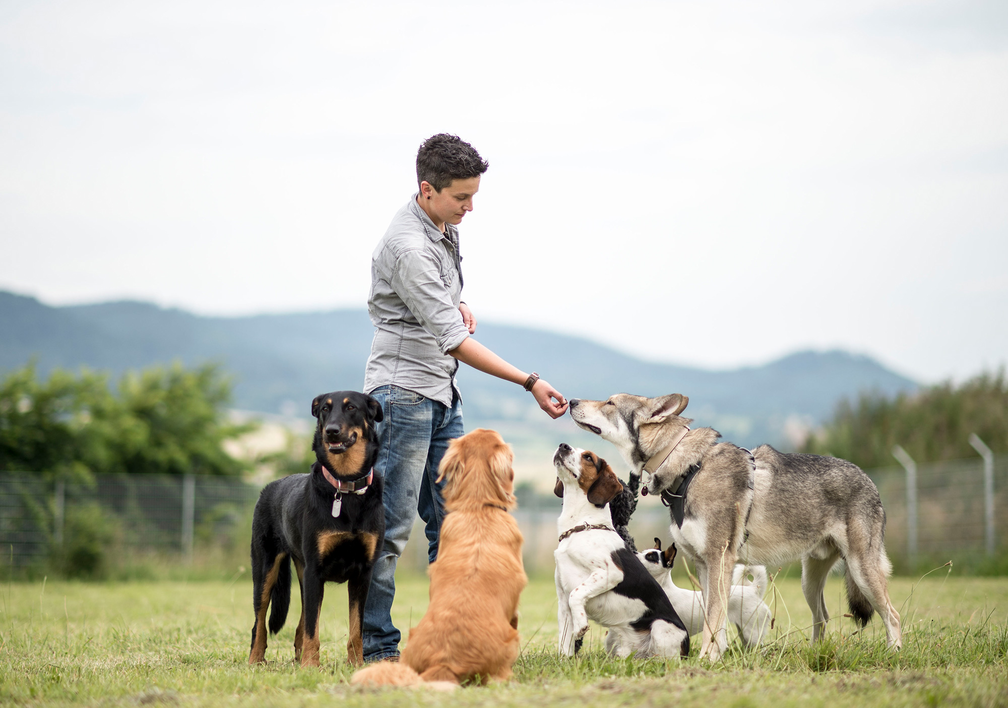 Hundegruppe mit Betreuerin