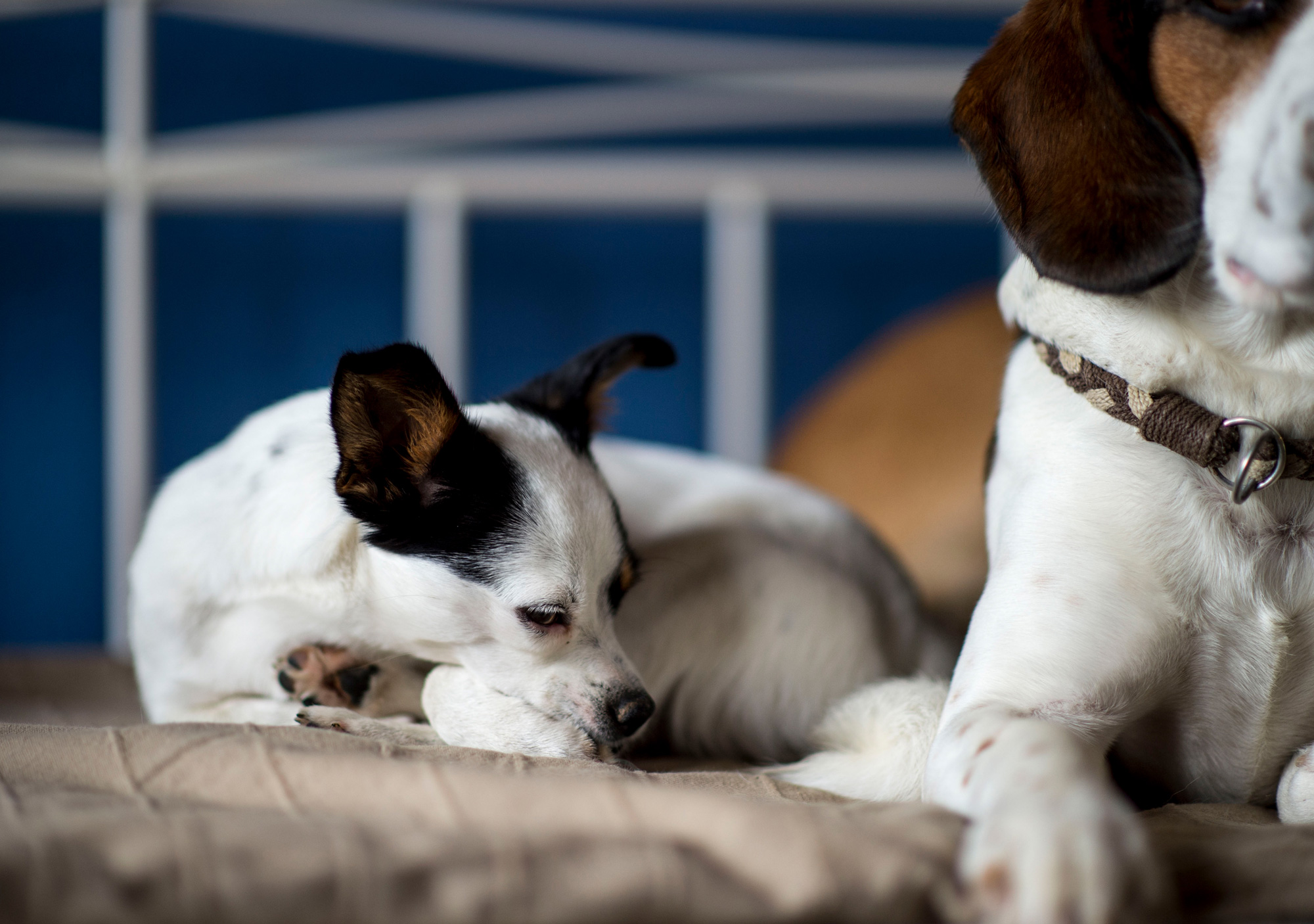 zwei Hunde auf Hundebett