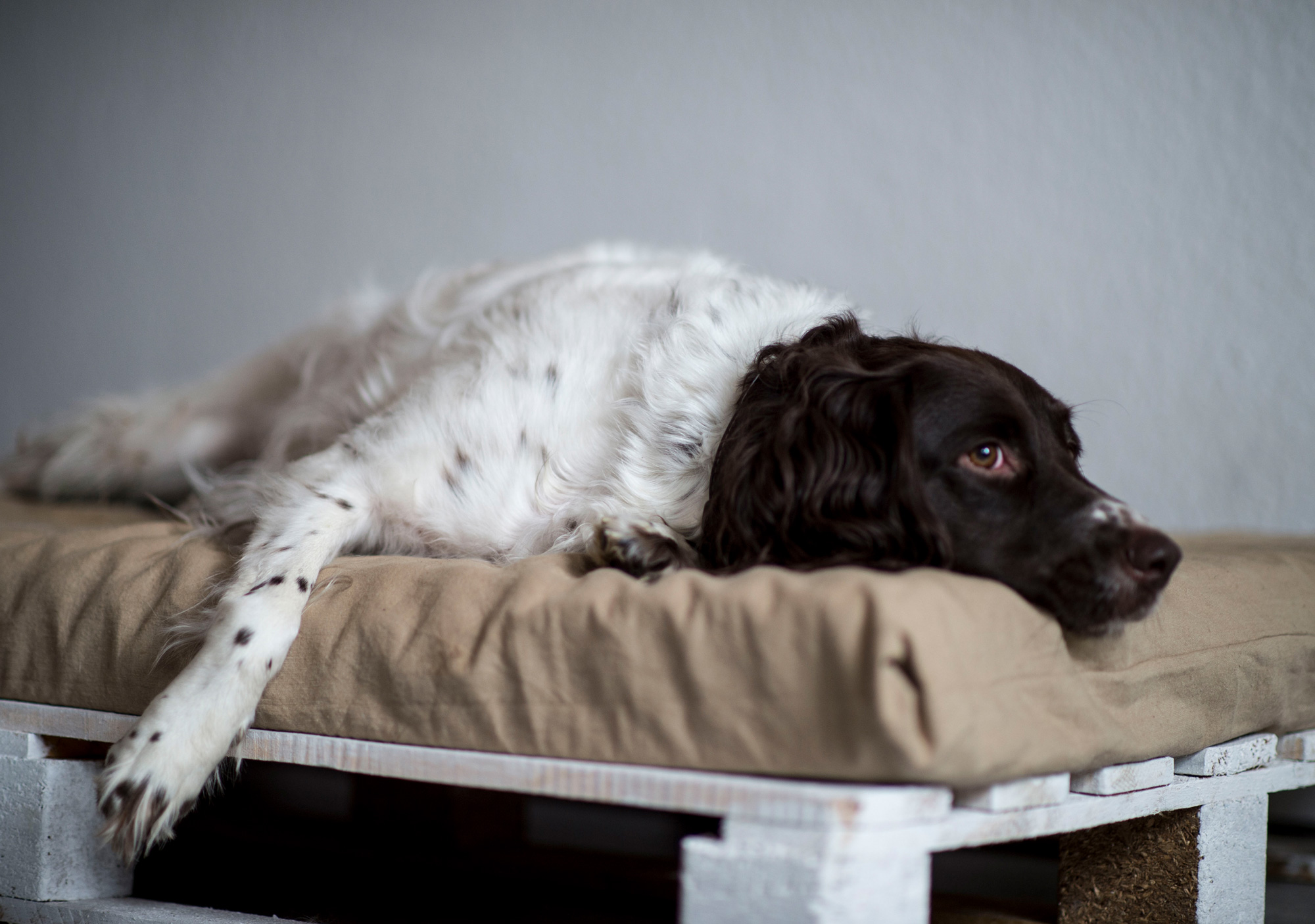 Hund chillt auf Hundebett