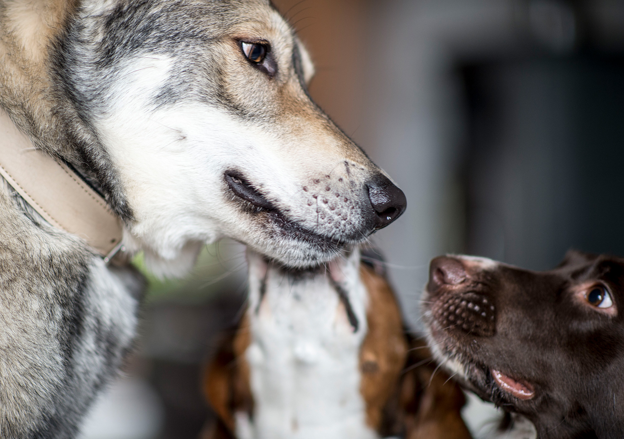 Hund leckt zweitem Hund die Lefzen