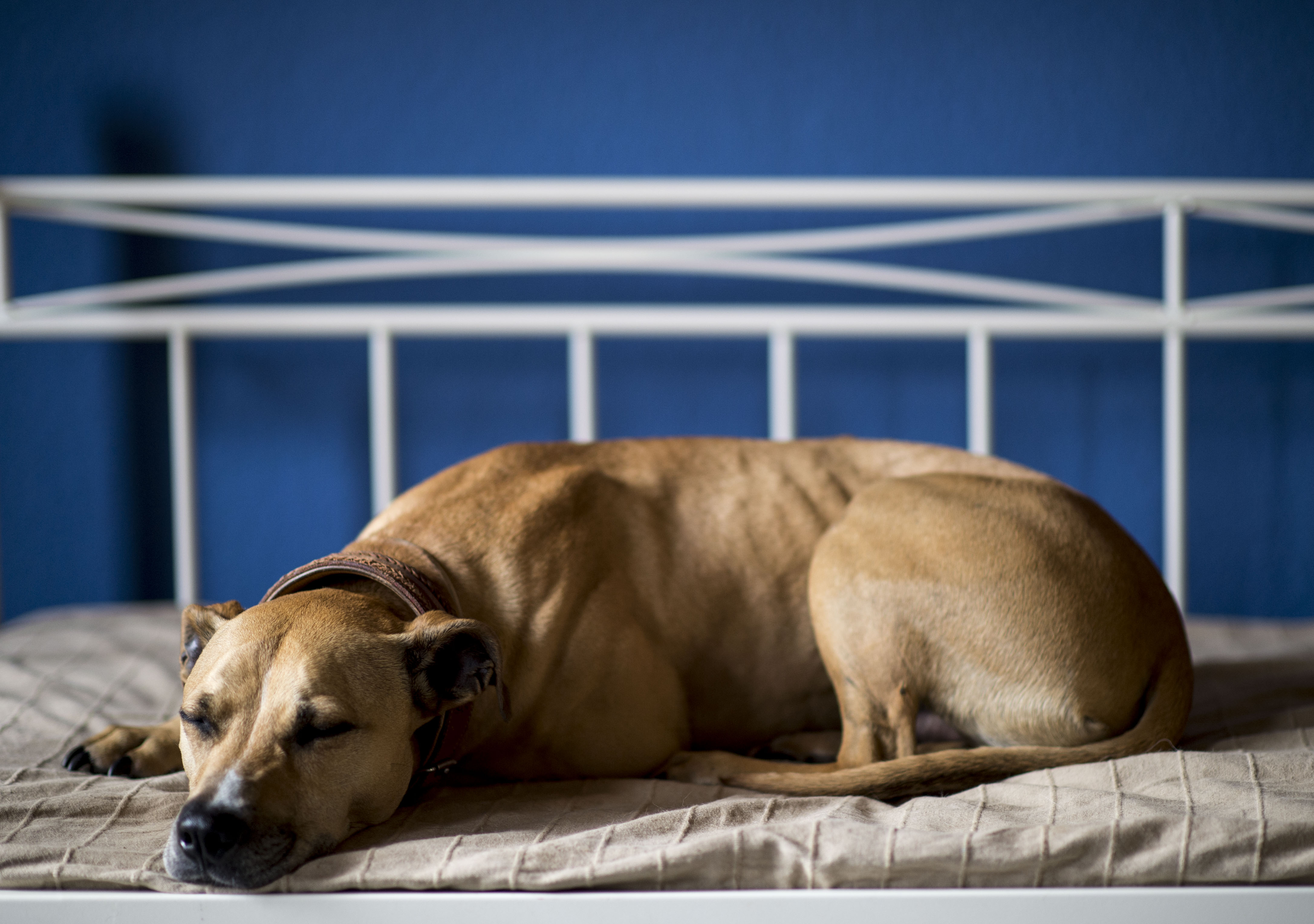 Hund ruht sich auf Hundebett aus