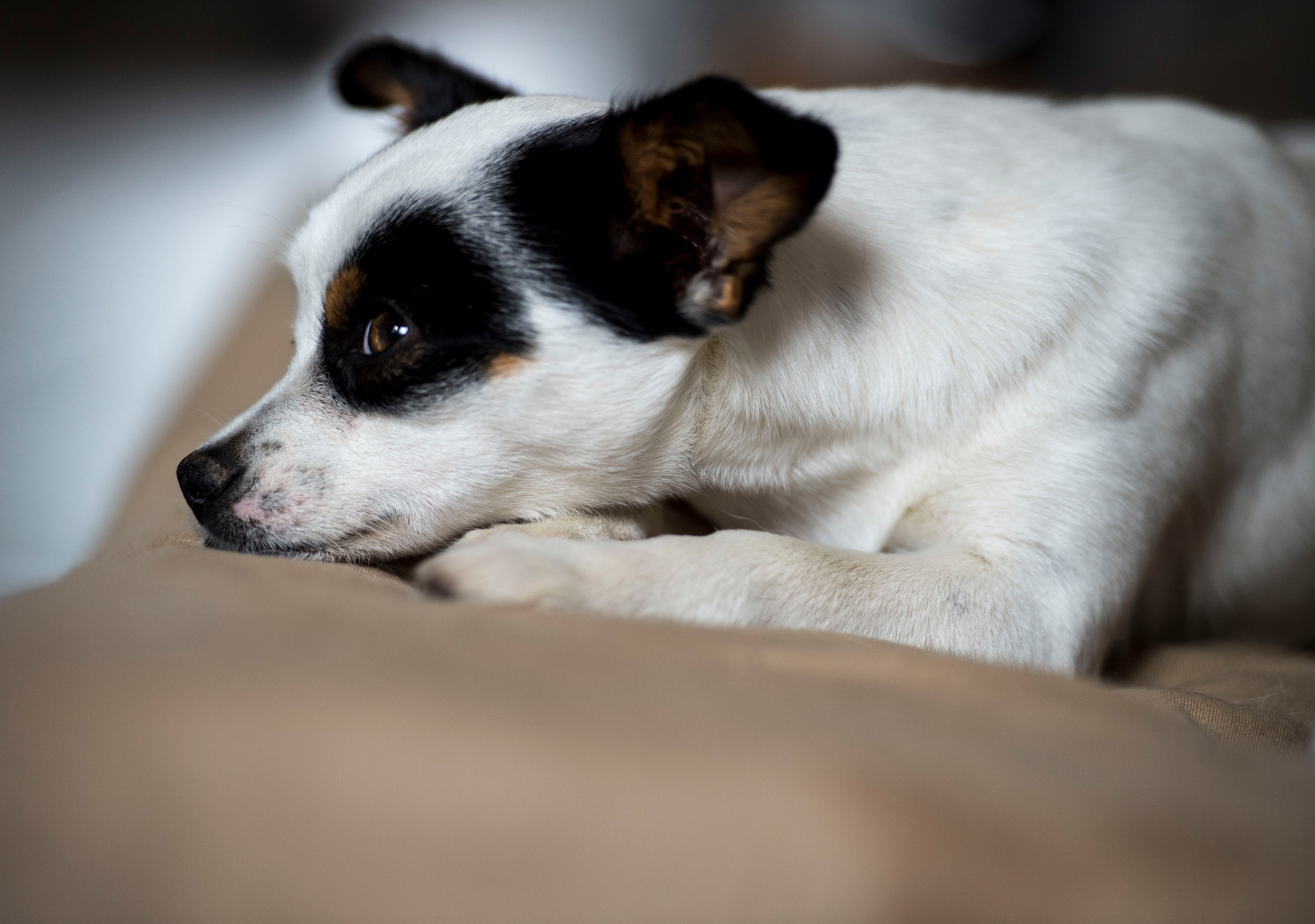 kleiner Hund ruht sich aus