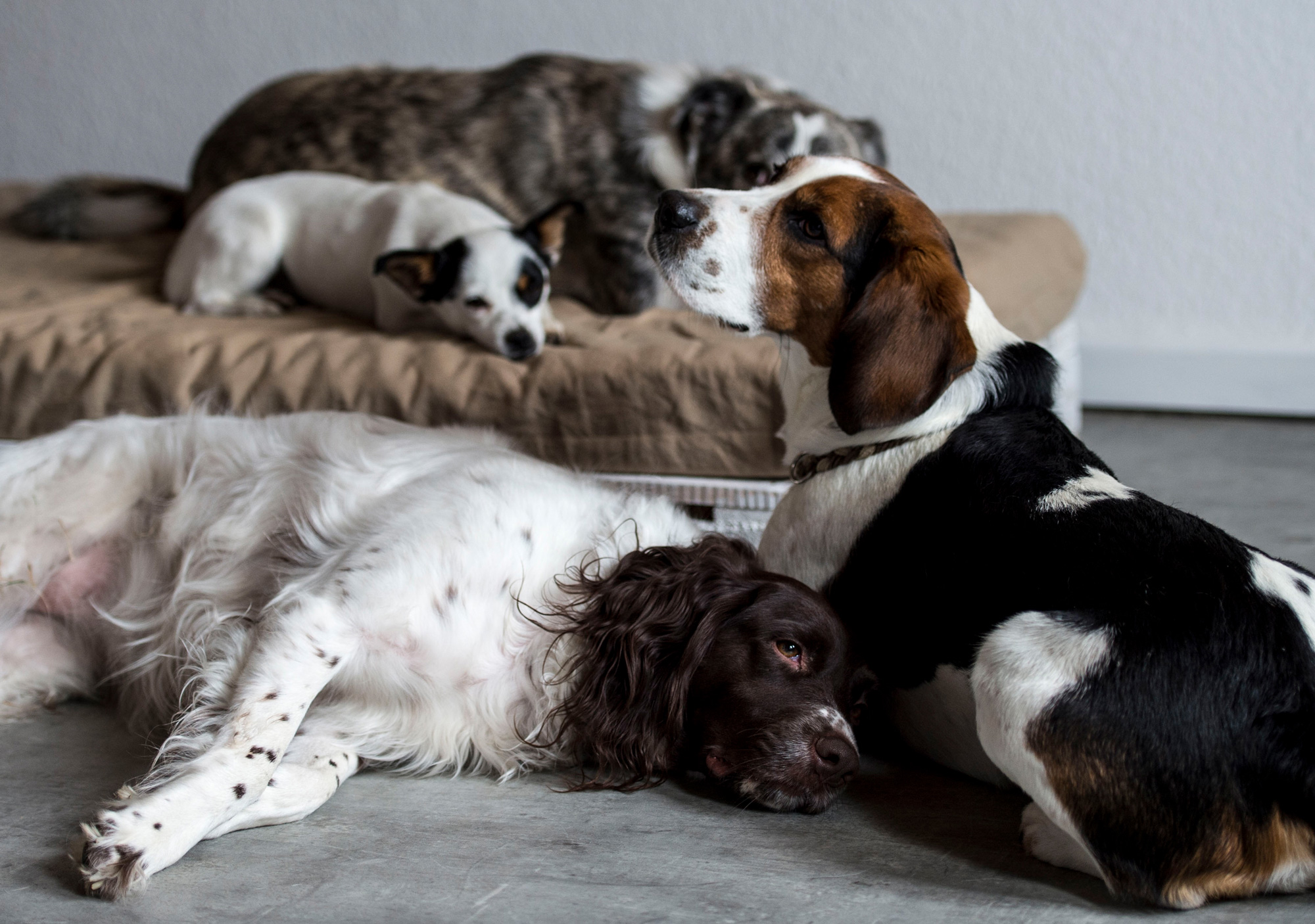 Vier Hunde ruhen sich im Körbchen und davor aus